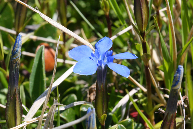 Gentiana verna ?